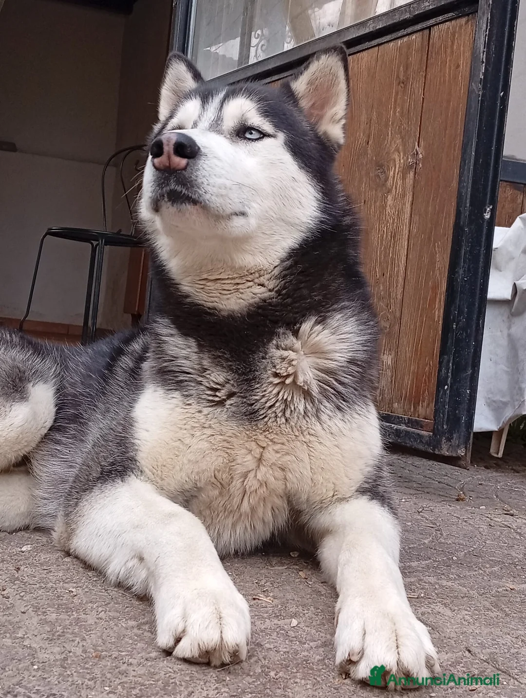 Husky cani in vendita: Siberian Husky  - Annuncio 4