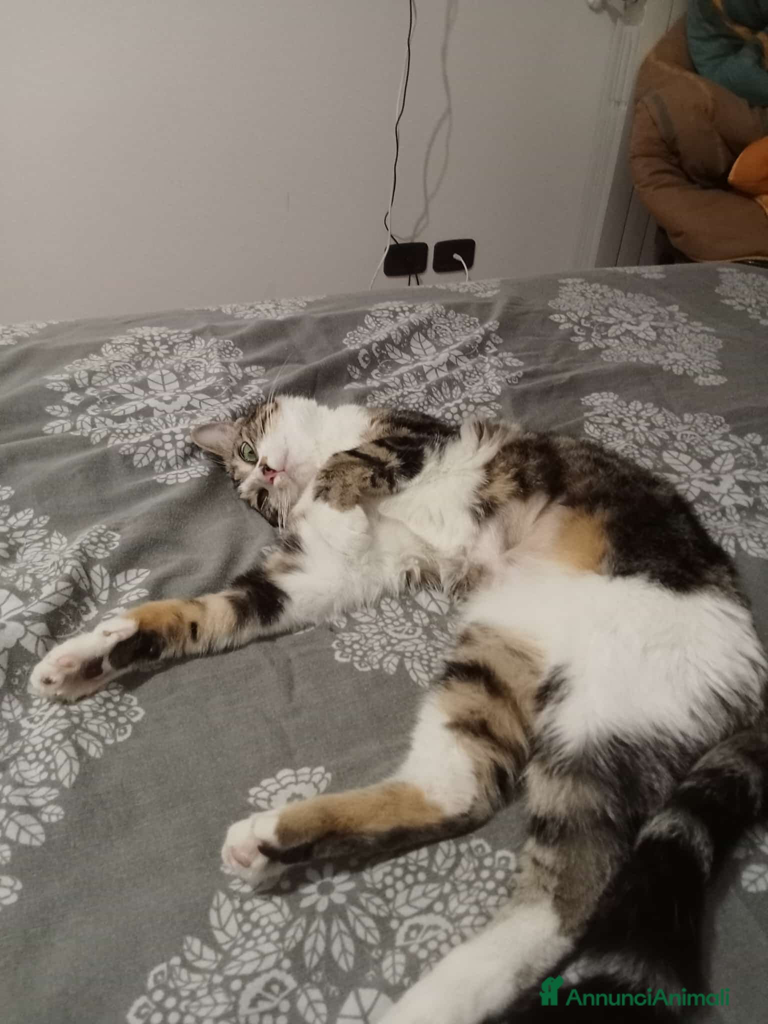 Meticcio cani Zoe deliziosa micia di un anno - Annuncio 1