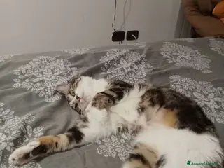 Meticcio cani Zoe deliziosa micia di un anno - Annuncio 1