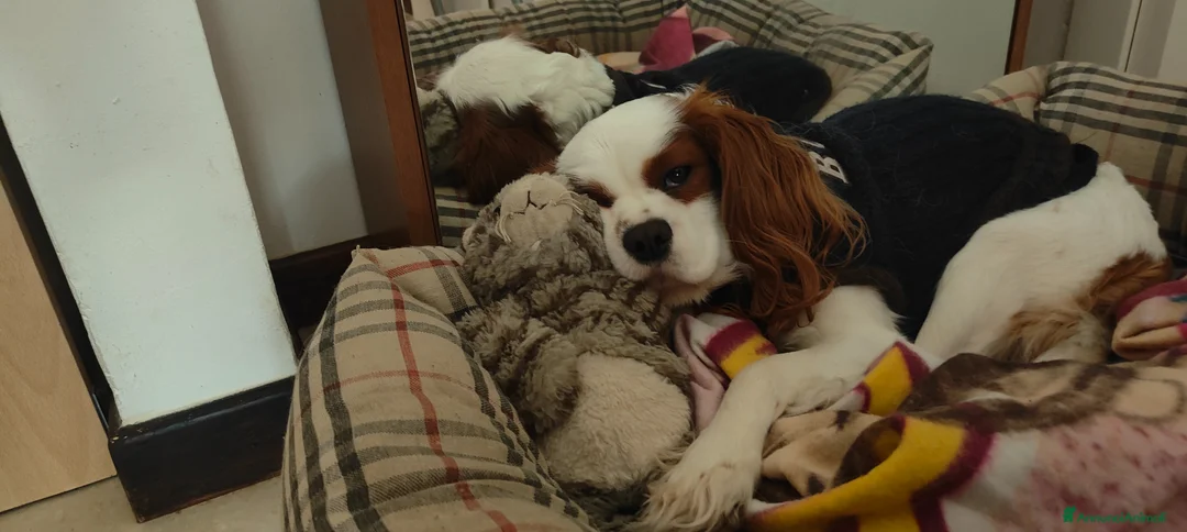 Cavalier King cani per accoppiamento: Per Monta Stallone Cavalier King Spaniel Blemhein  - Annuncio 2