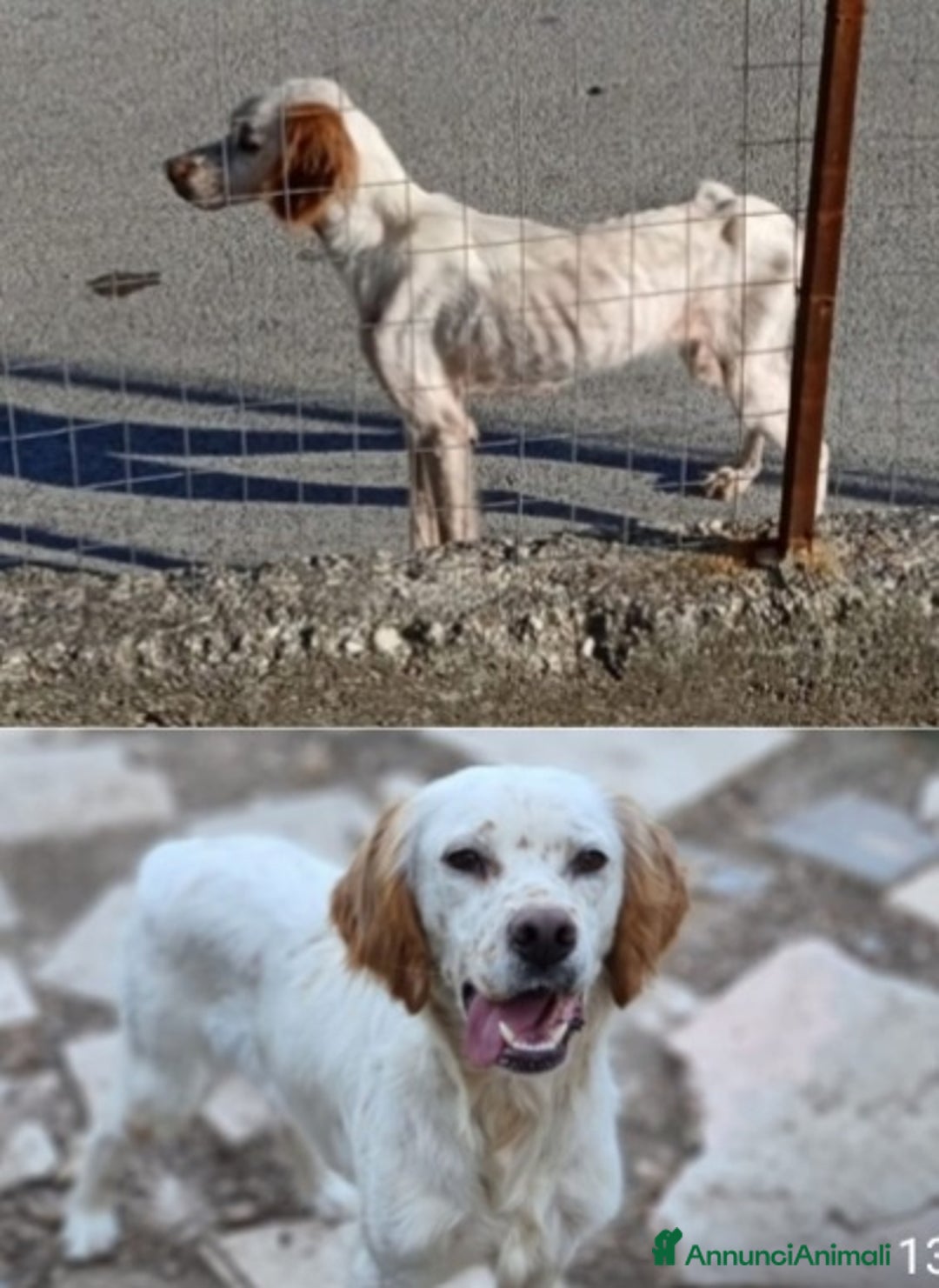 Setter Inglese cani in regalo: Setterino 2anni kg12 salvato 1anno fa..PUGLIA a Città Metropolitana di Milano - Annuncio 13