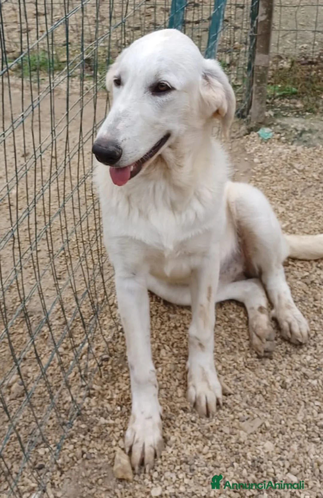 Meticcio cani in regalo: ADOTTA LA TENERISSIMA ZULEIA a Città metropolitana di Roma Capitale - Annuncio 3