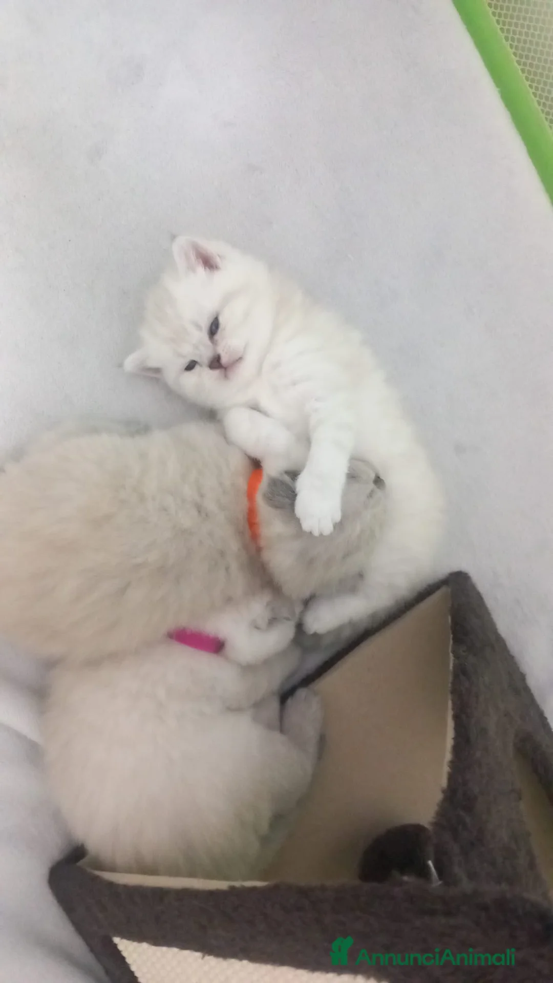 Scottish gatti in vendita: Cuccioli scottish fold e straight  - Annuncio 6