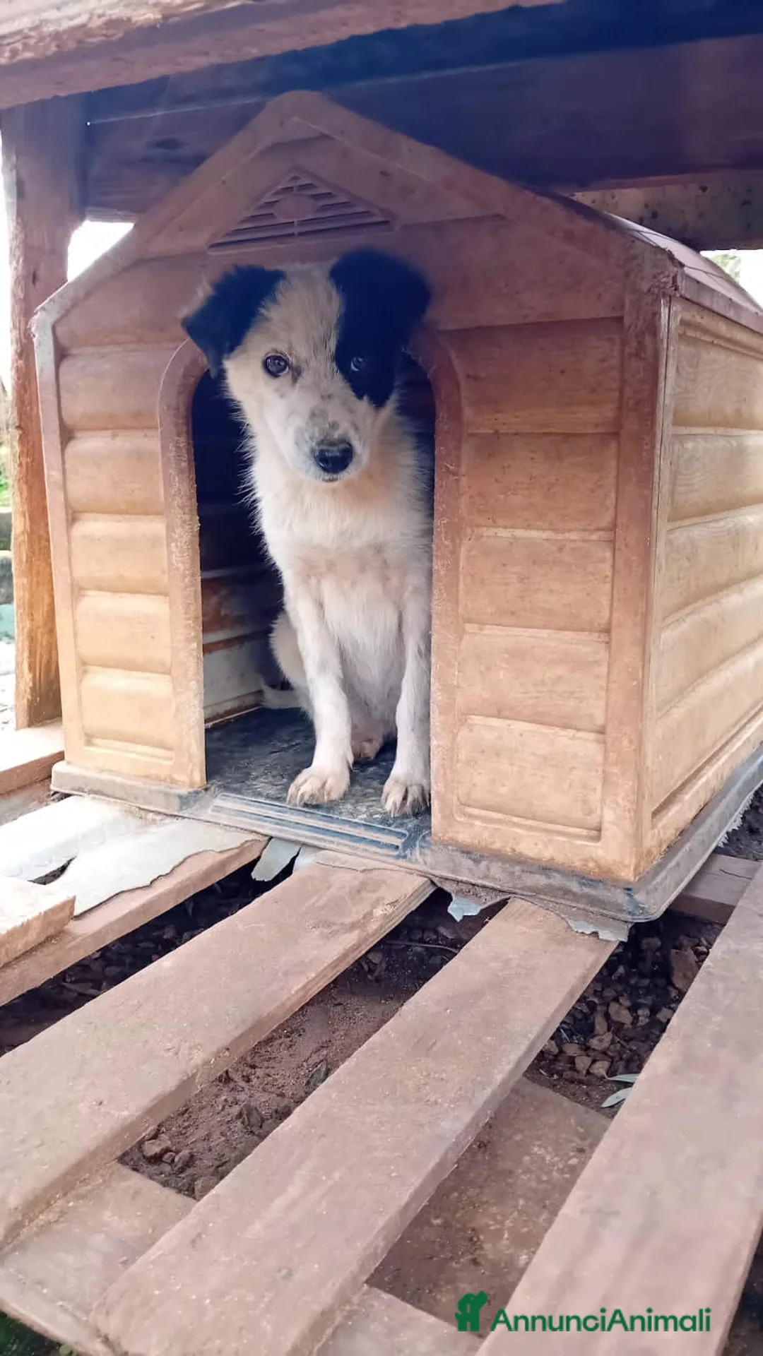 Altre razze cani in regalo: febo e fusilla - Annuncio 4