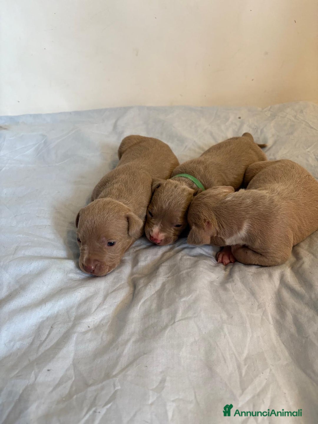 American Bully cani in vendita: American bully xl - Annuncio 7