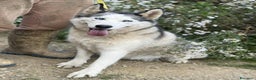 Husky cani in regalo: CINDY, splendida HUSKY cerca famiglia! - Annuncio 6