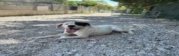 Dogo Argentino cani in regalo: VINCENT, fantastico molossone cerca famiglia - Annuncio 3
