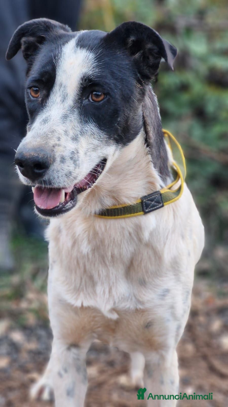 Meticcio cani Daisy, una meticcia in cerca di famiglia - Annuncio 22