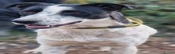 Meticcio cani in regalo: Daisy, una meticcia in cerca di famiglia - Annuncio 1