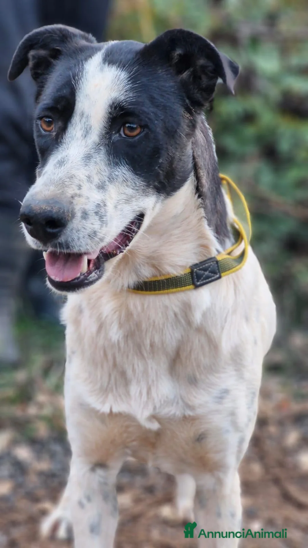 Meticcio cani in regalo: Daisy, una meticcia in cerca di famiglia - Annuncio 1