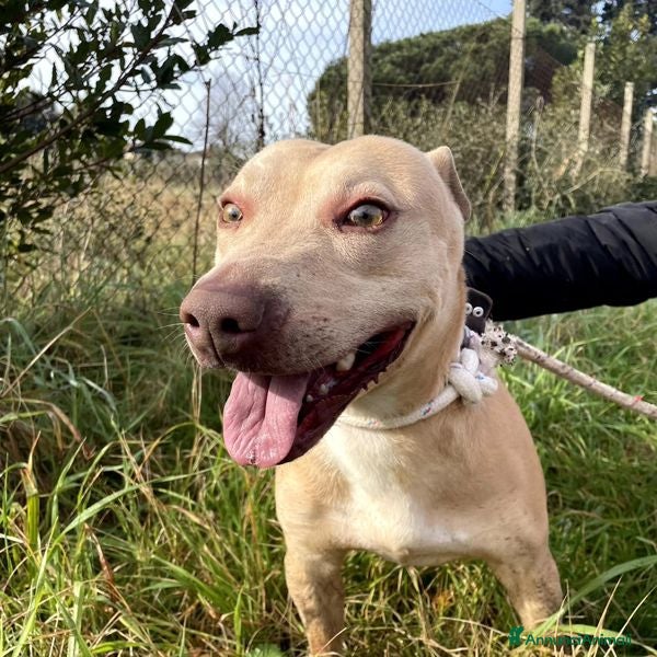 Meticcio cani FURBY, argento vivo in corpo e occhi verdi  a Provincia di Latina - Annuncio 2