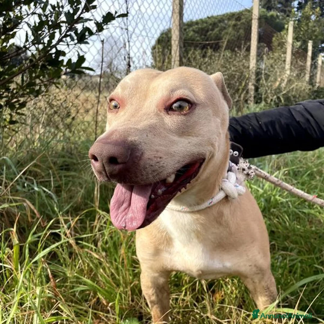 Meticcio cani in regalo: FURBY, argento vivo in corpo e occhi verdi  a Provincia di Latina - Annuncio 2