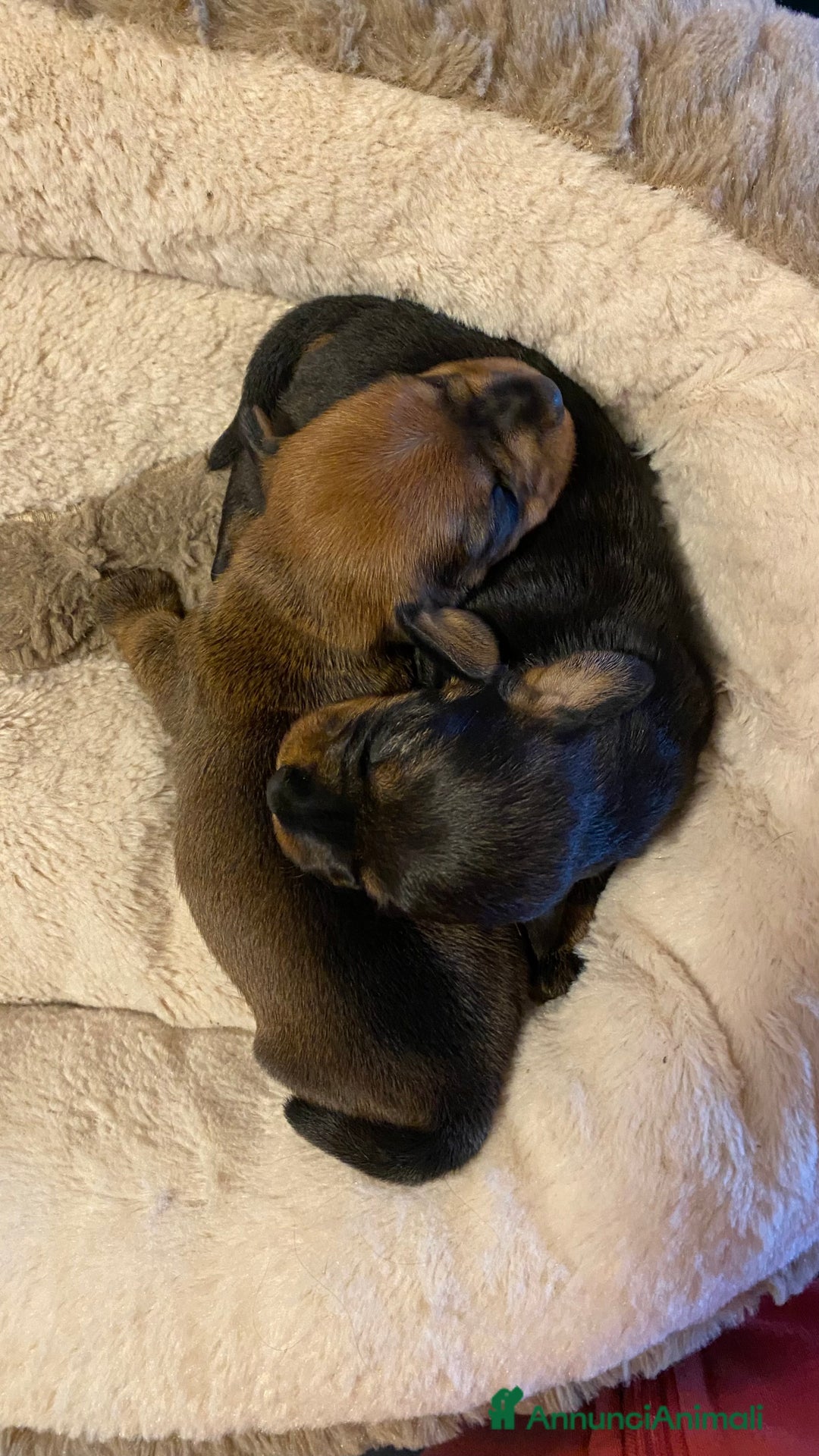 Bassotto cani in vendita: Cuccioli di bassotto a pelo duro - Annuncio 3