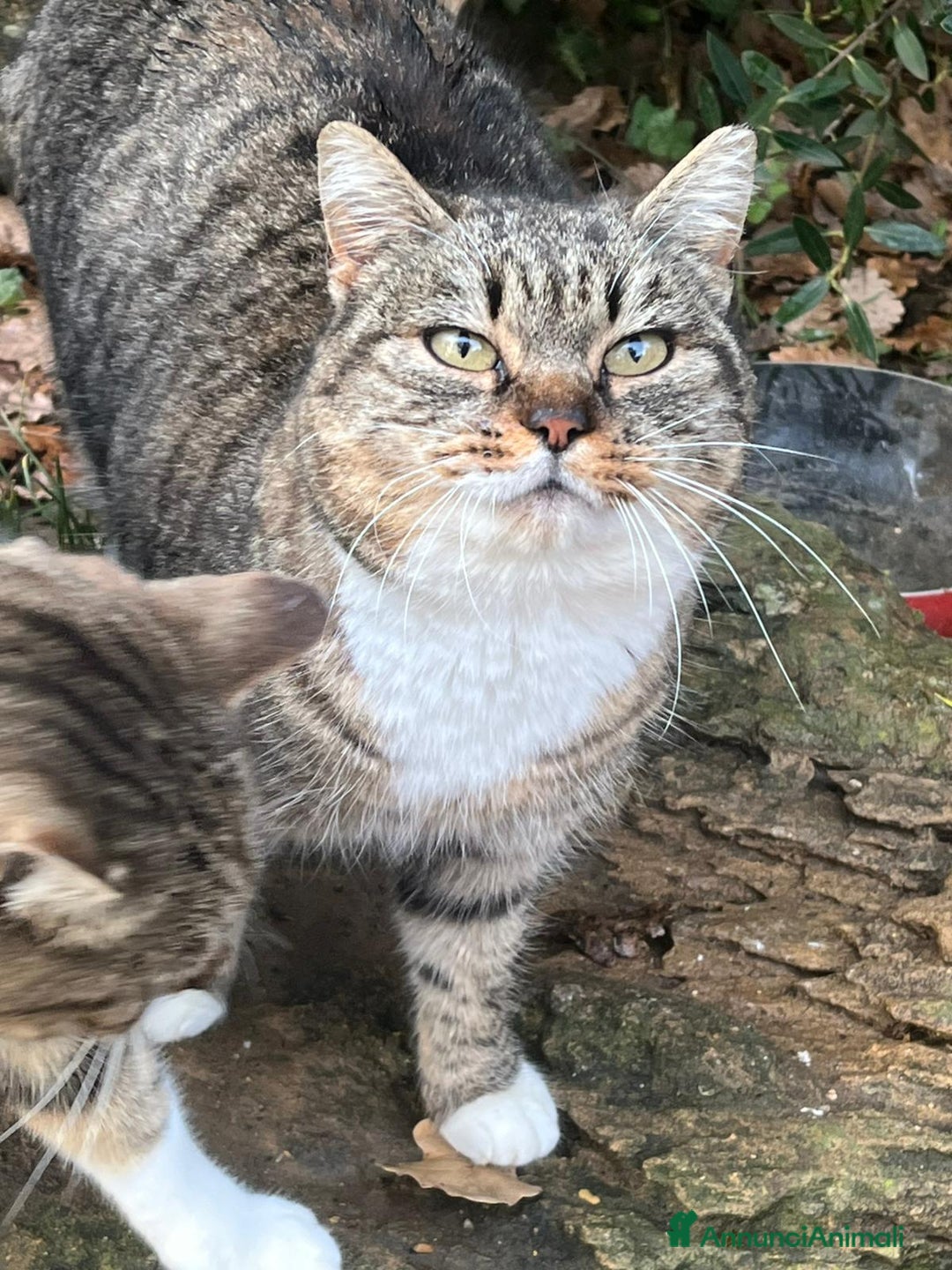 Europeo gatti in regalo: Sorelline 2 anni - Annuncio 4