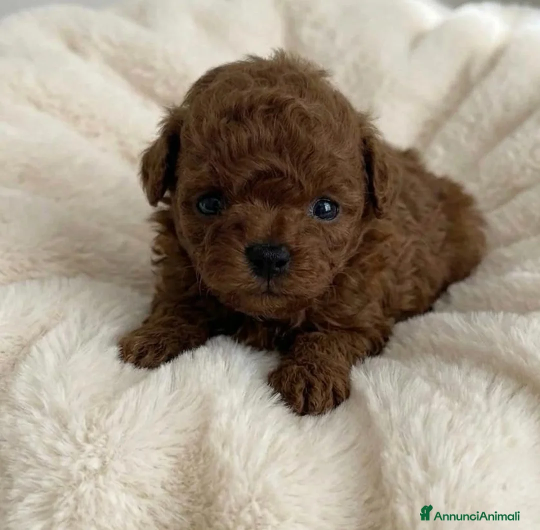 Barboncino cani in vendita: Barboncini asiatici mini toy teacup red intenso  - Annuncio 2