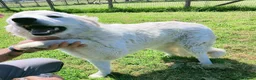 Pastore Maremmano cani in regalo: SVEN, cucciolone di pastore abruzzese - Annuncio 11