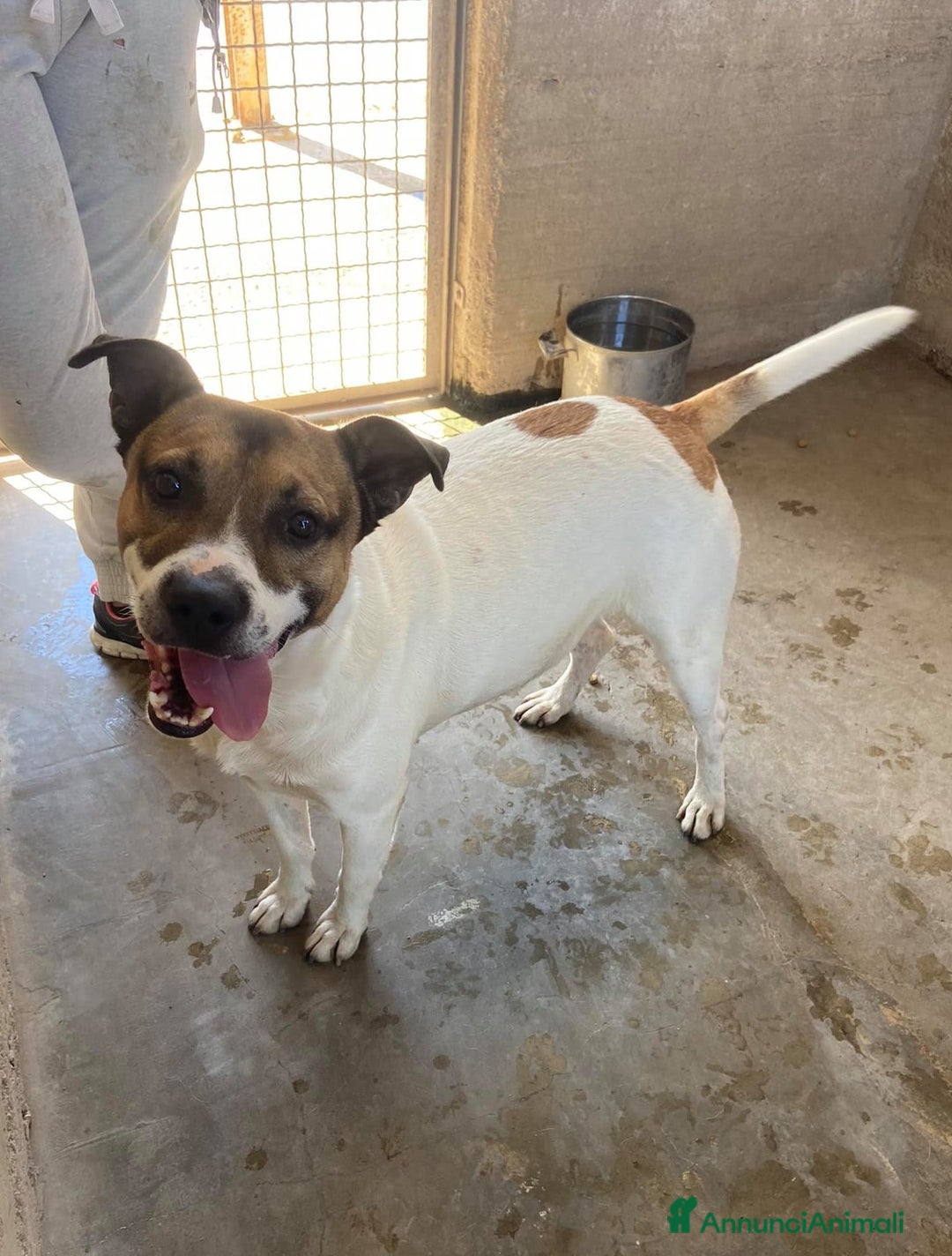 Meticcio cani in regalo: JACKY, dolcissimo e dimenticato da tutti. - Annuncio 8