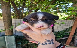 Australian Shepherd cani in vendita: Cuccioli di pastore australiano disponibili  a Provincia di Asti - Immagine 4