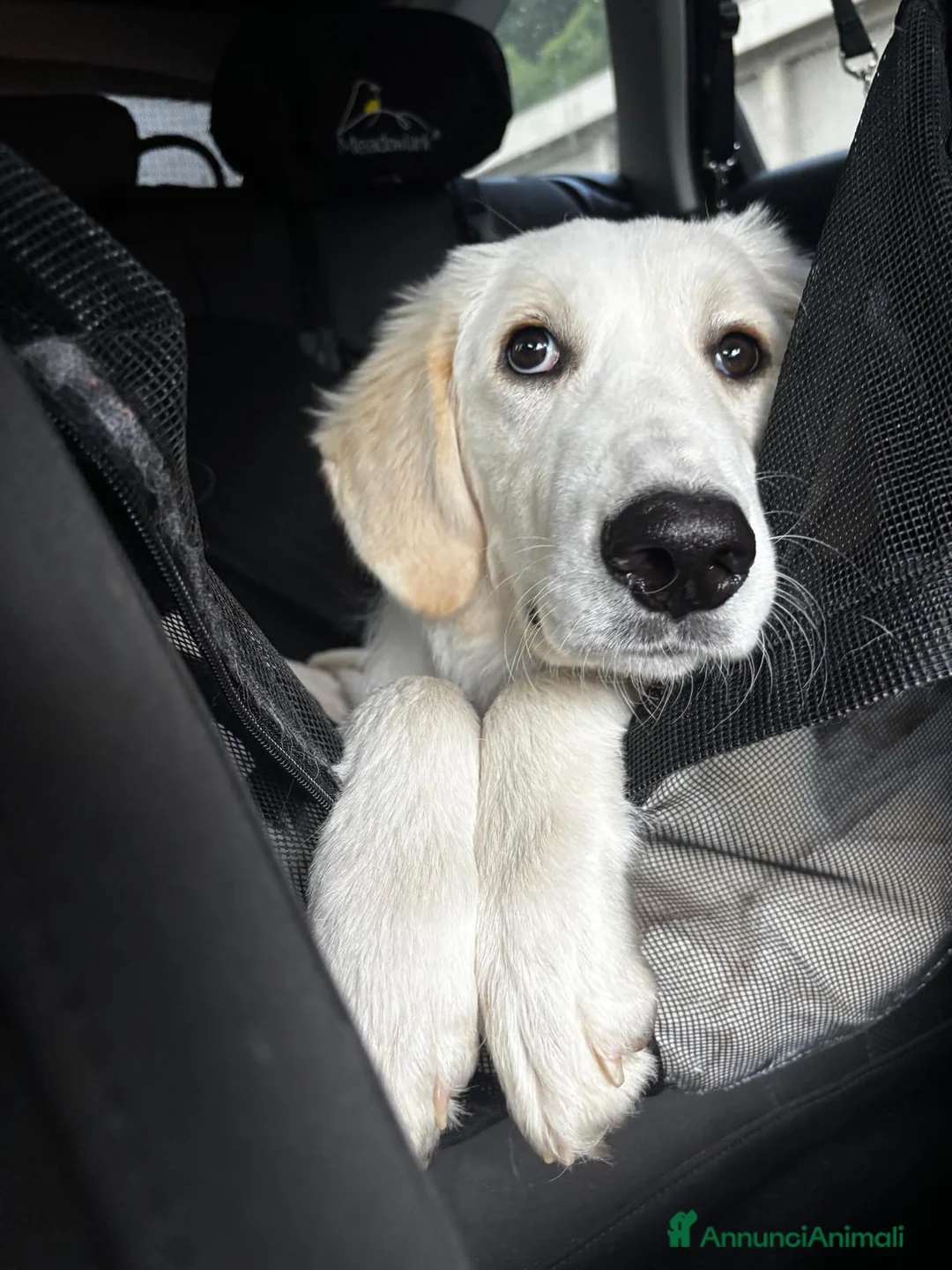 Meticcio cani in regalo: Paula: cucciolona socievole equilibrata  - Annuncio 1