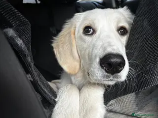 Meticcio cani Paula: cucciolona socievole equilibrata - Annuncio 26