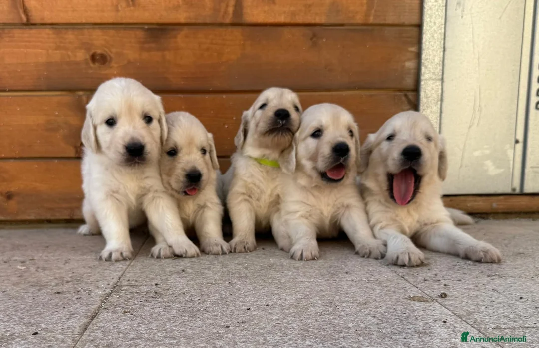 Golden Retriever cani in vendita: Ultimi due Cuccioli golden retriever linea inglese a Libero consorzio comunale di Siracusa - Annuncio 1