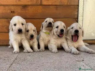 Golden Retriever cani Ultimi due Cuccioli golden retriever linea inglese - Annuncio 1
