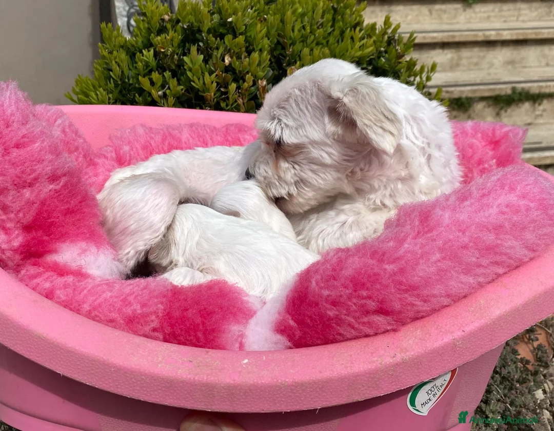 Maltese cani in vendita: Maltese Toy Cucciolo Trequartidiluna - Annuncio 5