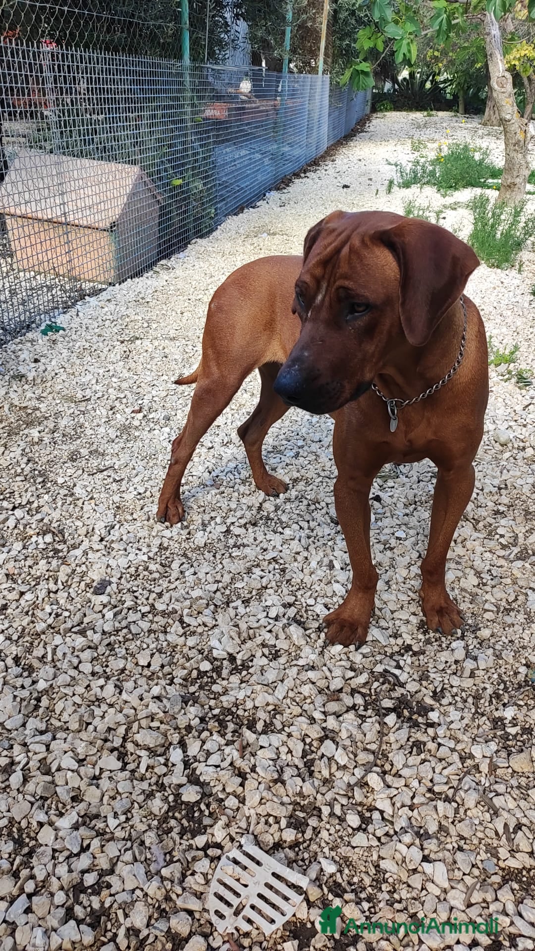 Altre razze cani ronnie  - Annuncio 33