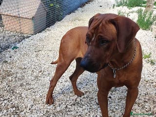 Altre razze cani ronnie - Annuncio 33