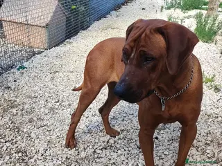 Altre razze cani ronnie - Annuncio 22