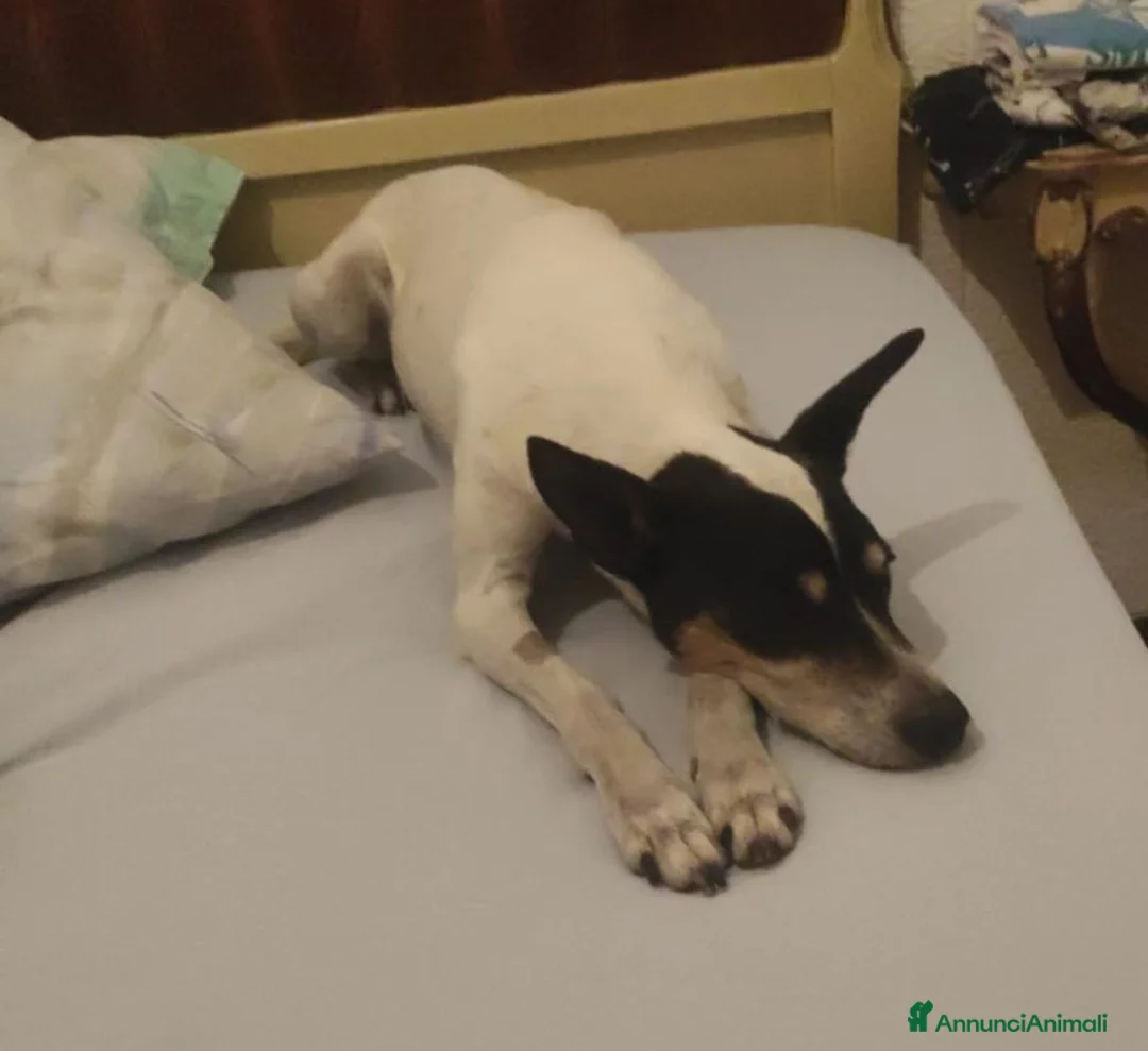 Jack Russell cani in regalo: Jack Russel 12anni RIMASTO IN CASA SOLO!MILANO SOS - Annuncio 1