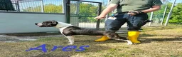 Pitbull cani in regalo: ARES  - Annuncio 2