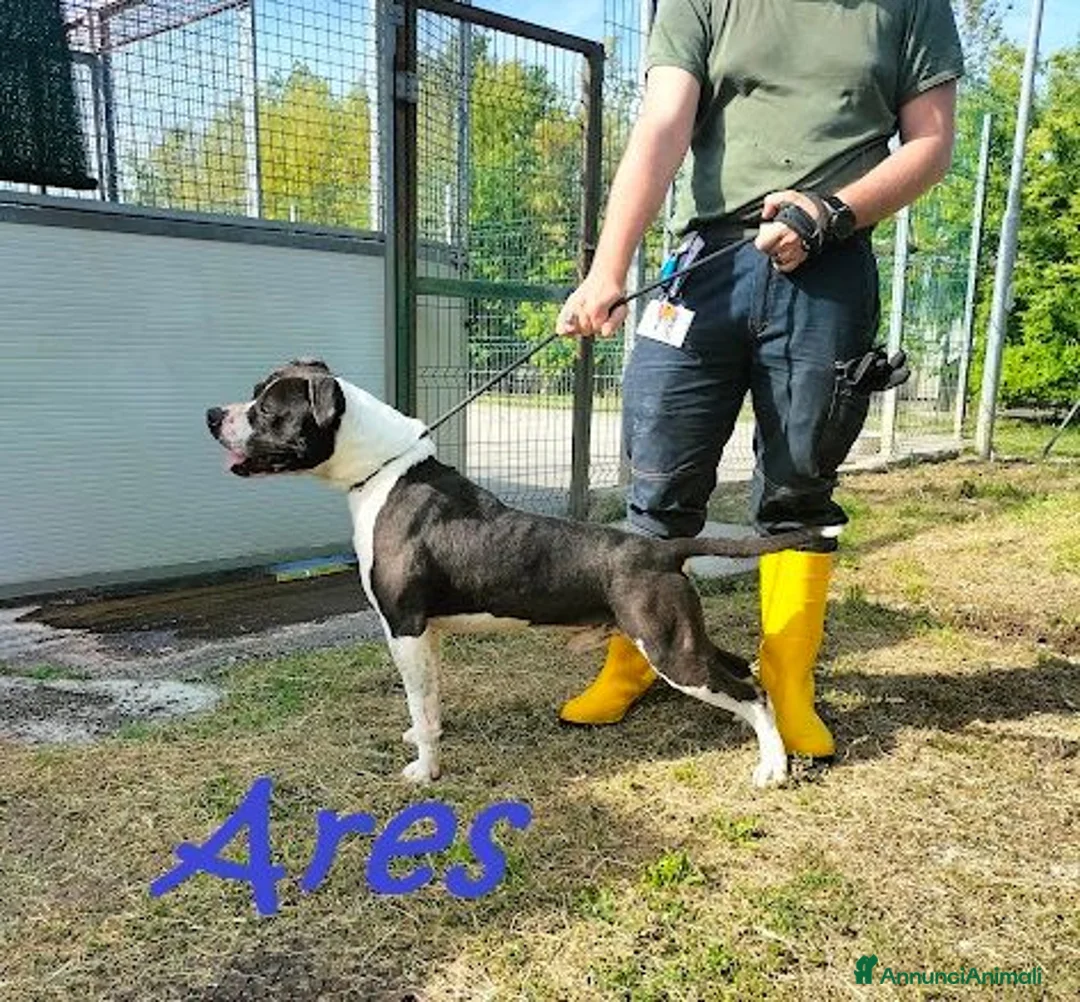 Pitbull cani in regalo: ARES  - Annuncio 2