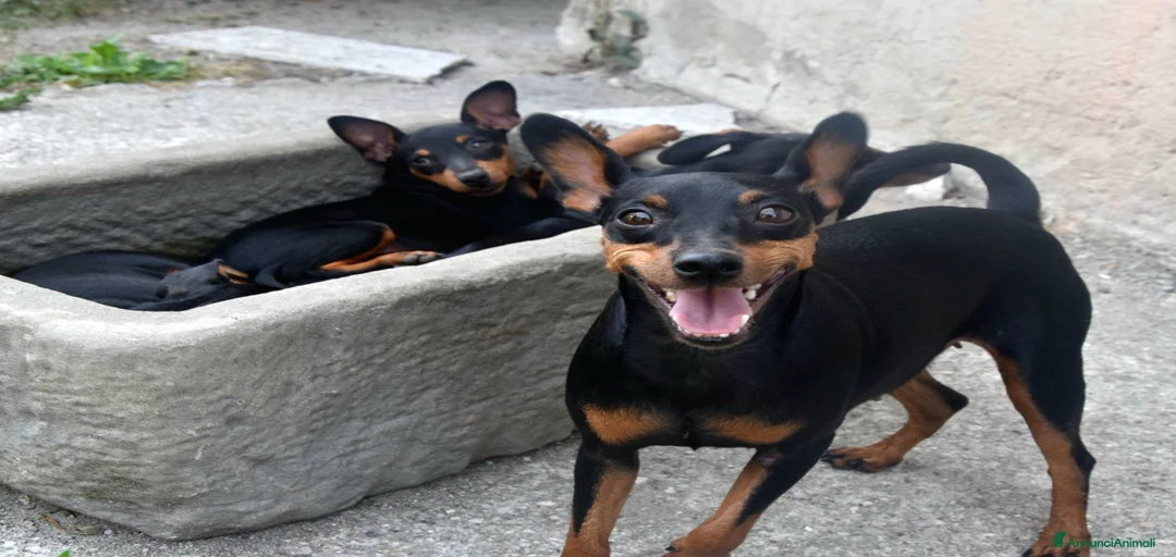 Immagine della galleria {{count}}