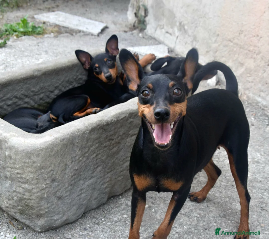 Immagine della galleria {{count}}