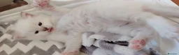 Ragdoll gatti in vendita: Gattini Ragdoll con pedigree  - Annuncio 12