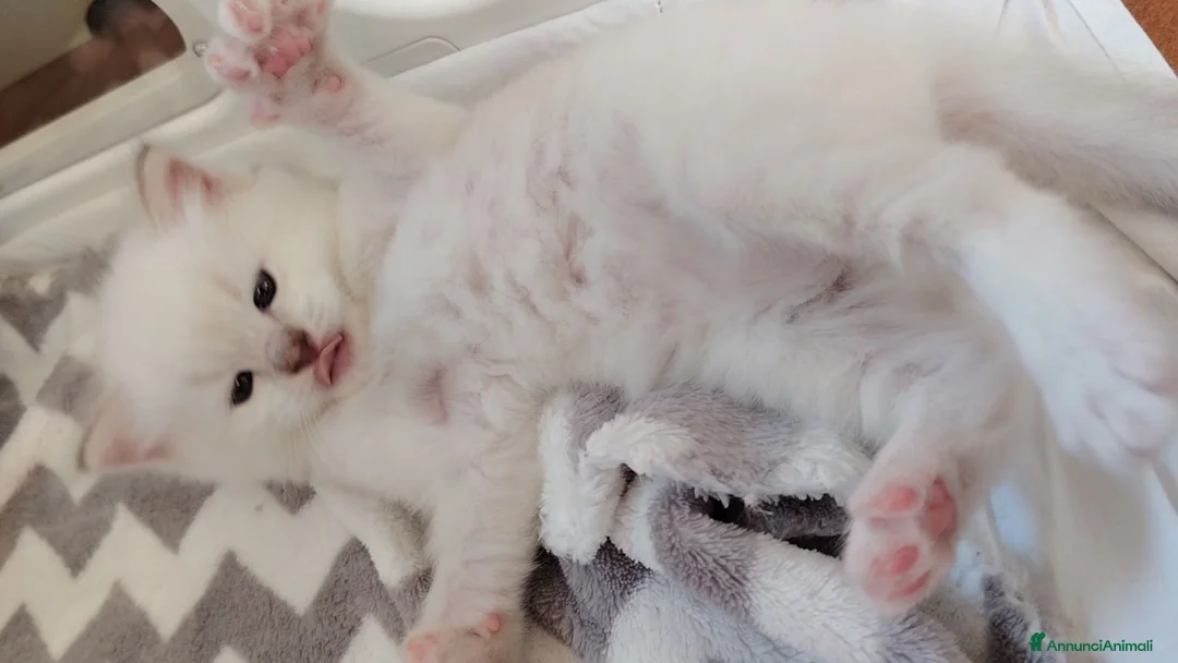 Ragdoll gatti in vendita: Gattini Ragdoll con pedigree  - Annuncio 12