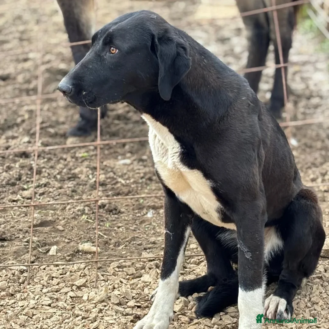 Pastore Asia Centrale cani in regalo: ATHENA 8 mesi cerca casa - pastore asia centrale - Annuncio 2