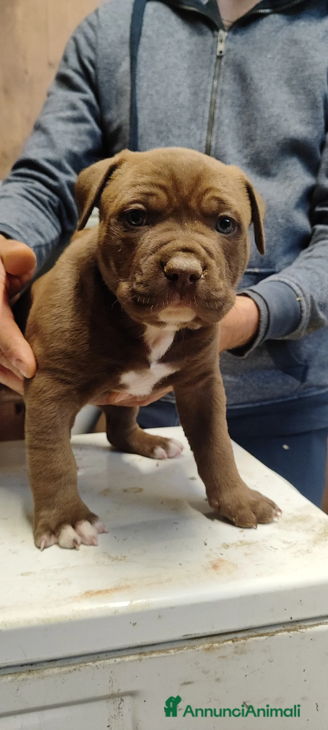 American Staffordshire cani in vendita: Splendidi maschi Amstaff  - Annuncio 2
