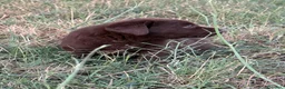 Labrador cani in vendita: Cuccioli di Labrador Choco  - Annuncio 15