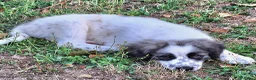 Meticcio cani in vendita: Cucciola femmina bianca con sfumature grigio-nere  - Annuncio 6