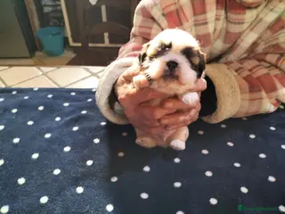 Shih Tzu cani Cuccioli di shitzu - Annuncio 1
