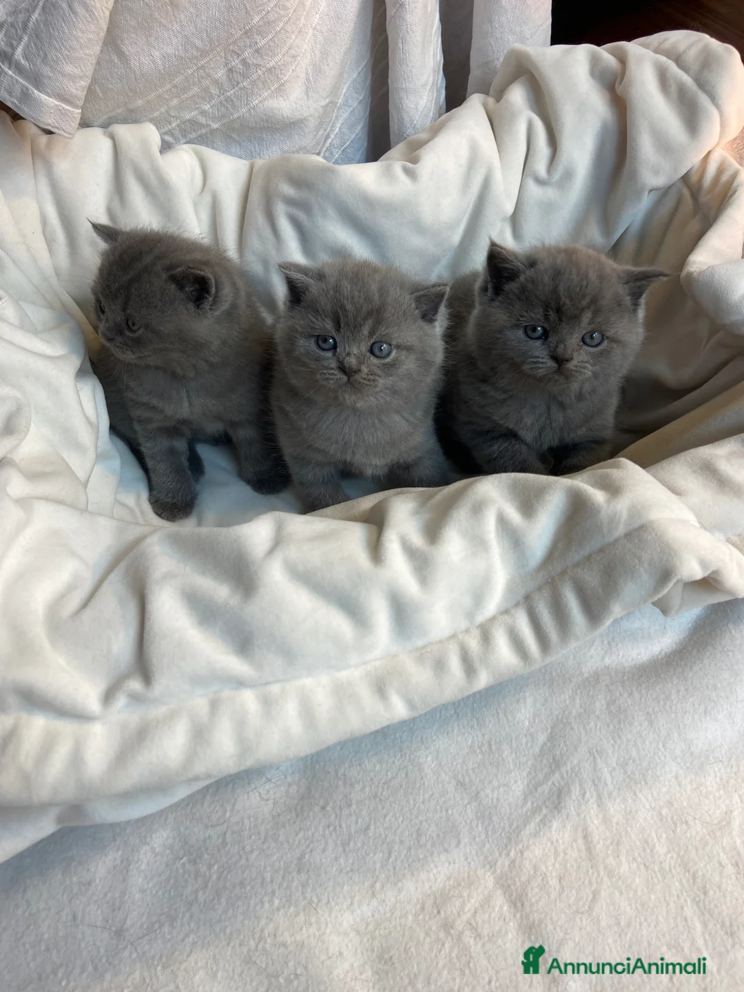 Scottish gatti in vendita: Splendidi cuccioli Scottish Straight Blue  - Annuncio 2