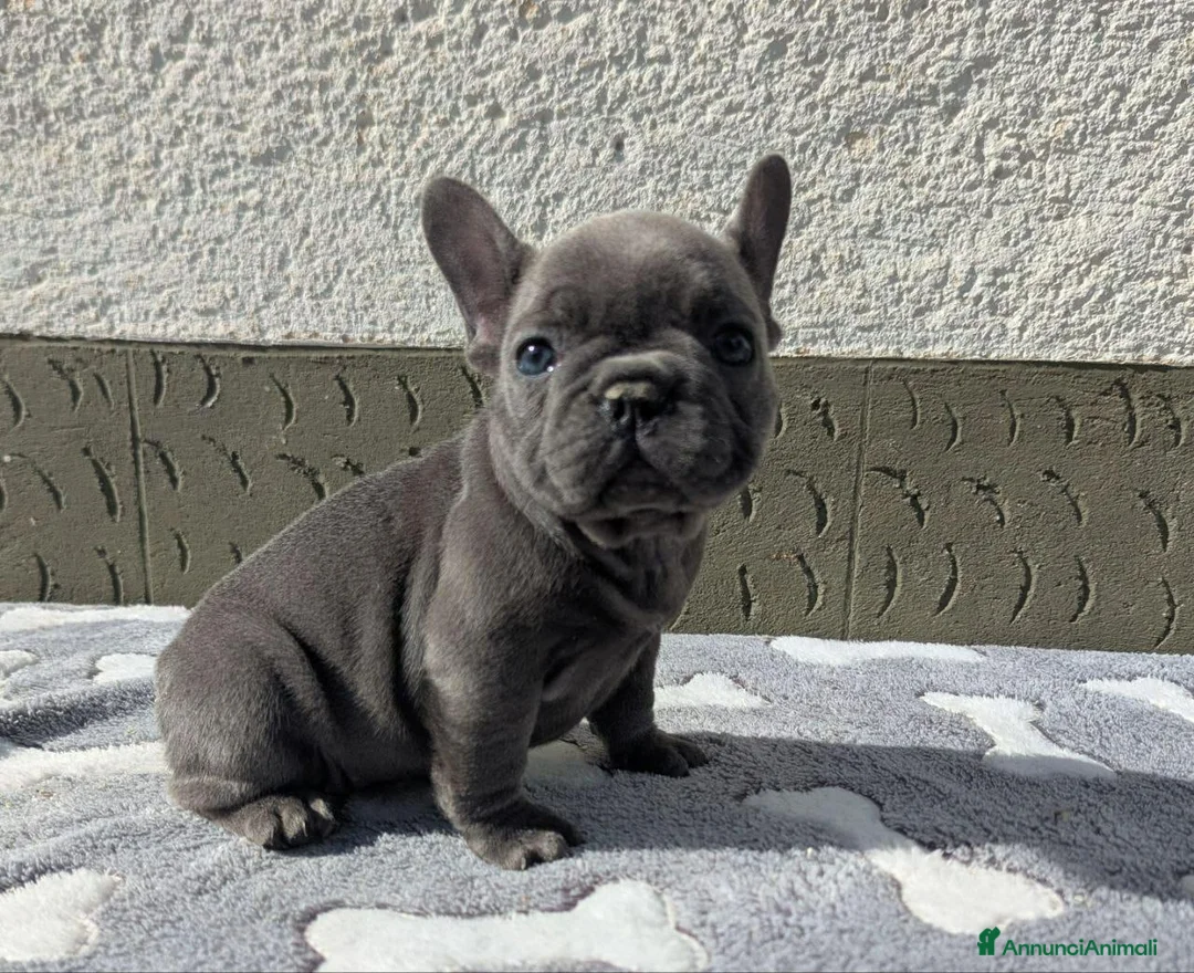 Bulldog Francese cani in vendita: Bulldog francesi merle tan - Annuncio 2