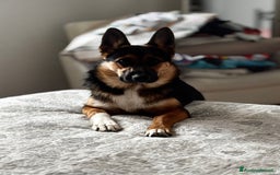 Altre razze cani in regalo: Simil pastore tedesco  a Provincia di Monza e della Brianza - Immagine 1