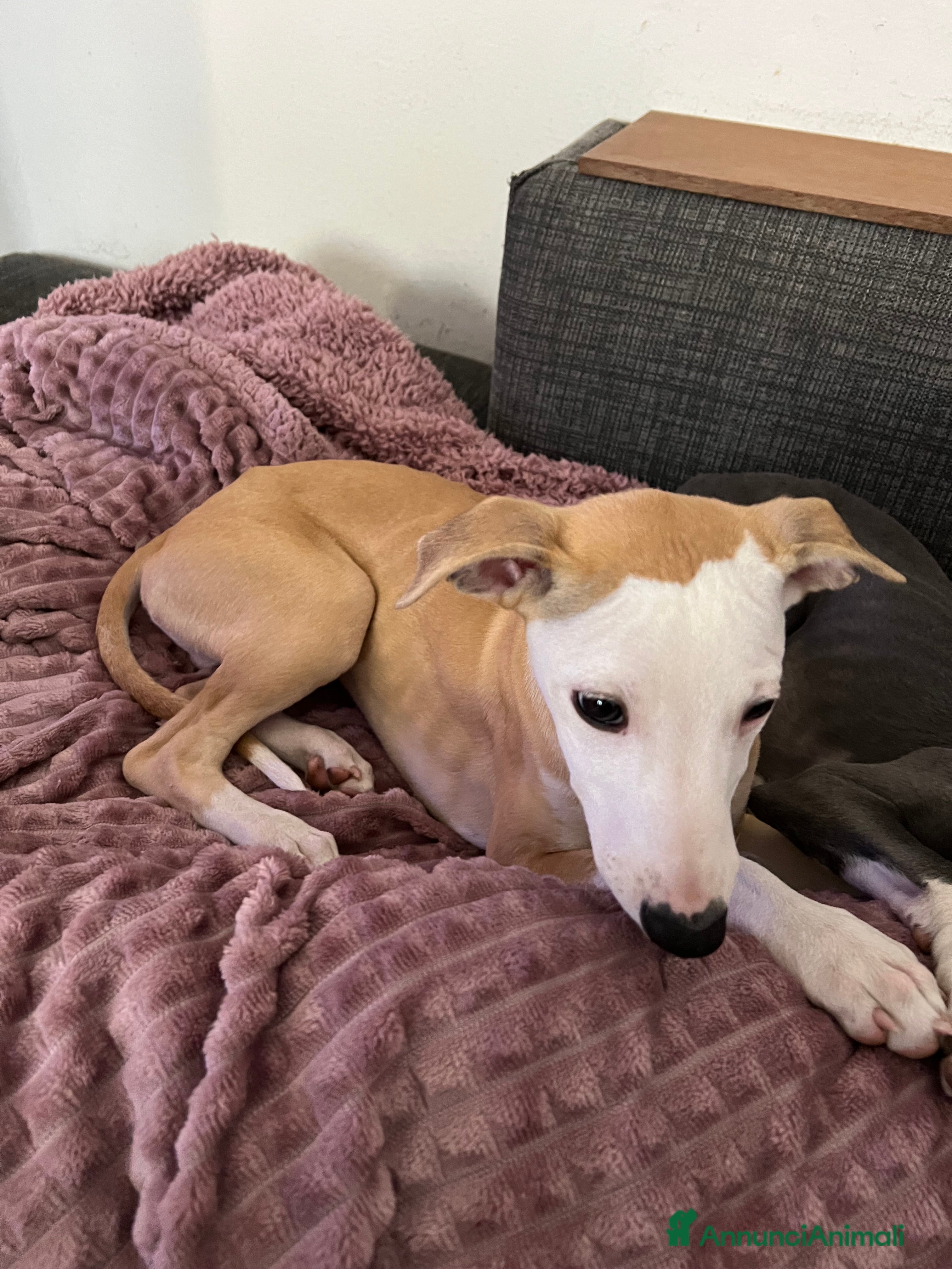 Whippet cani Cuccioli whippet ultimi disponibili - Annuncio 2