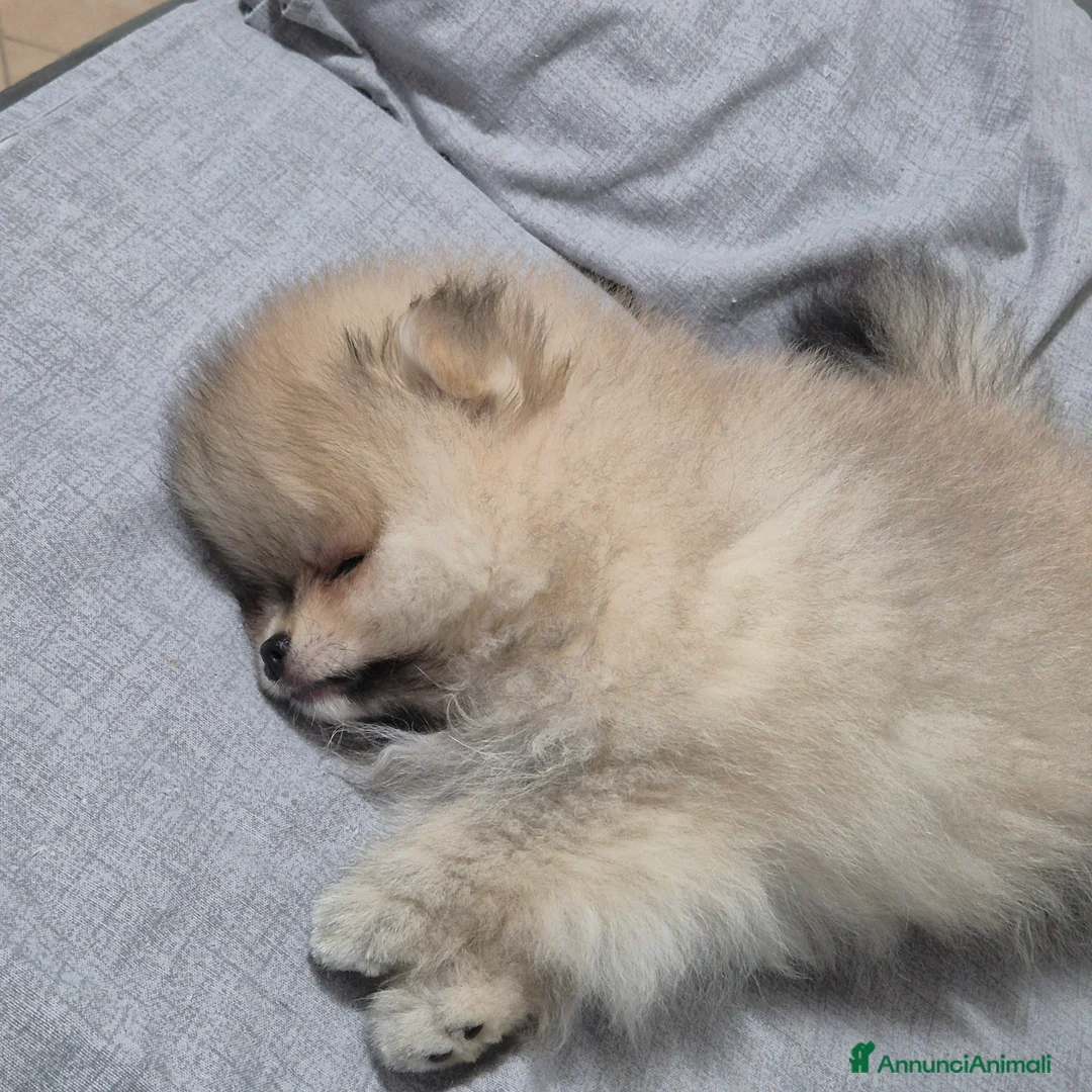 Volpino Pomerania cani in vendita: Spitz di pomerania tedesco nano  a Provincia di Oristano - Annuncio 8