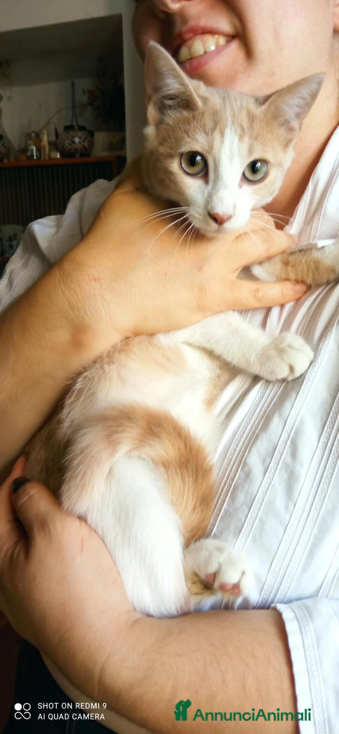 Meticcio gatti in regalo: Gattina cerca casa - Annuncio 2