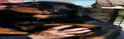 Rottweiler cani in vendita: Disponibili cuccioli Rottweiler  - Annuncio 21