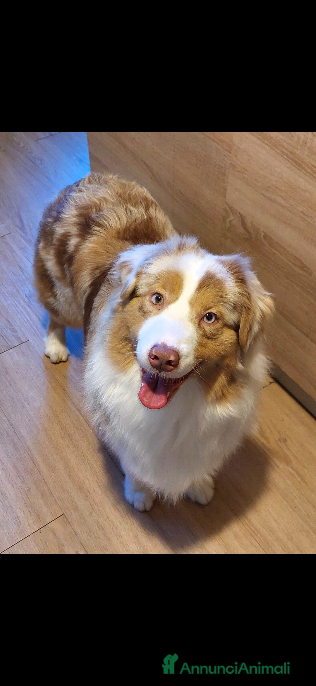 Australian Shepherd cani in vendita: Cucciole di pastore australiano con pedigree ENCI - Annuncio 1